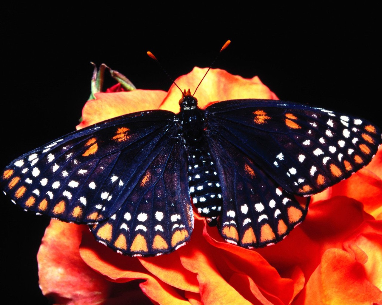 Butterfly Photo Wallpaper (2) #3 - 1280x1024