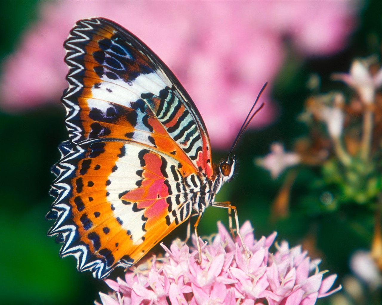 Fondo de pantalla de fotos de mariposas (1) #1 - 1280x1024