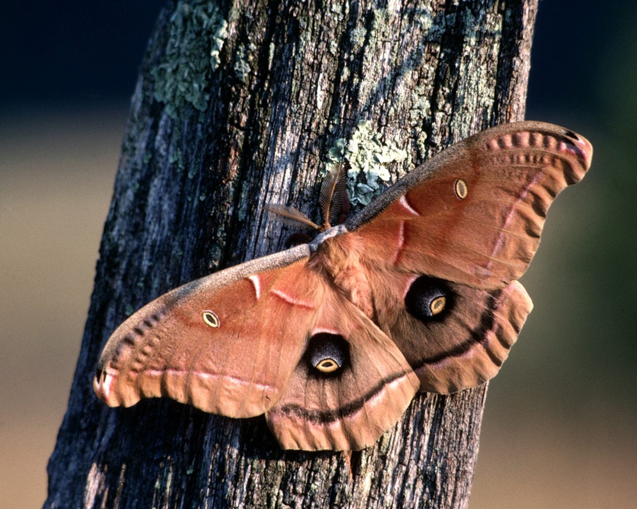 Butterfly Foto tapety (1) #2 - 1280x1024