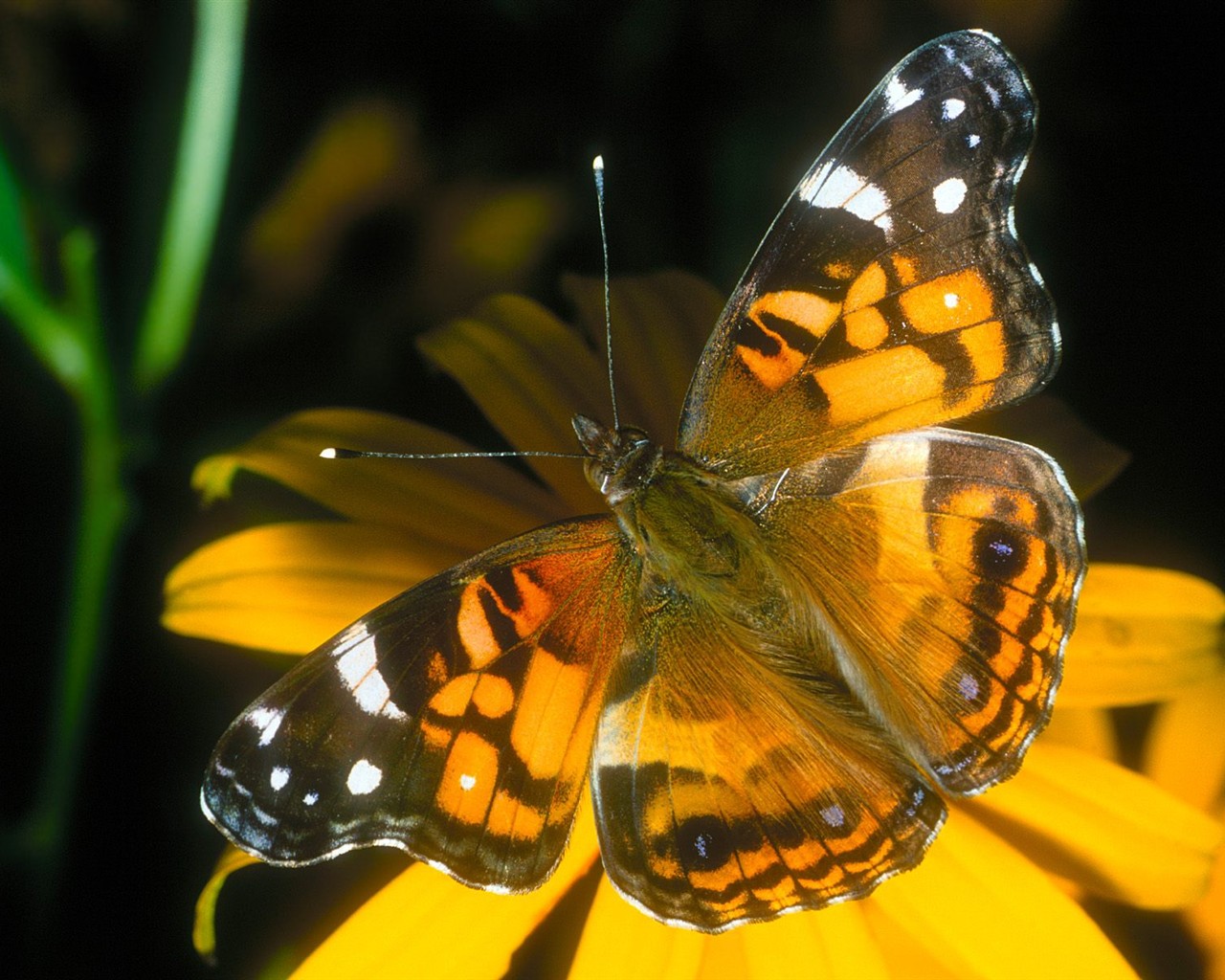 Fondo de pantalla de fotos de mariposas (1) #4 - 1280x1024