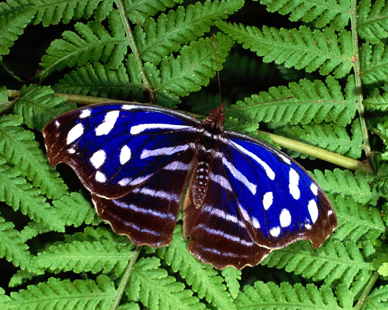 Fondo de pantalla de fotos de mariposas (1) #6 - 1280x1024