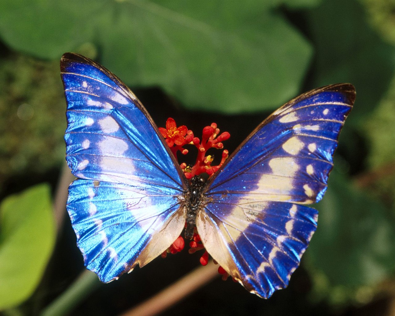 Fondo de pantalla de fotos de mariposas (1) #8 - 1280x1024