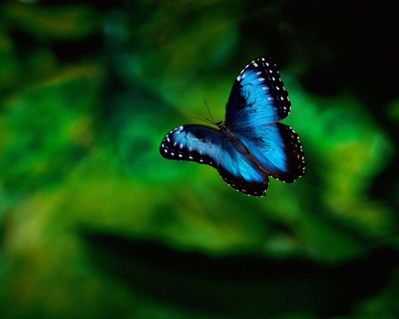 Fondo de pantalla de fotos de mariposas (1) #9 - 1280x1024