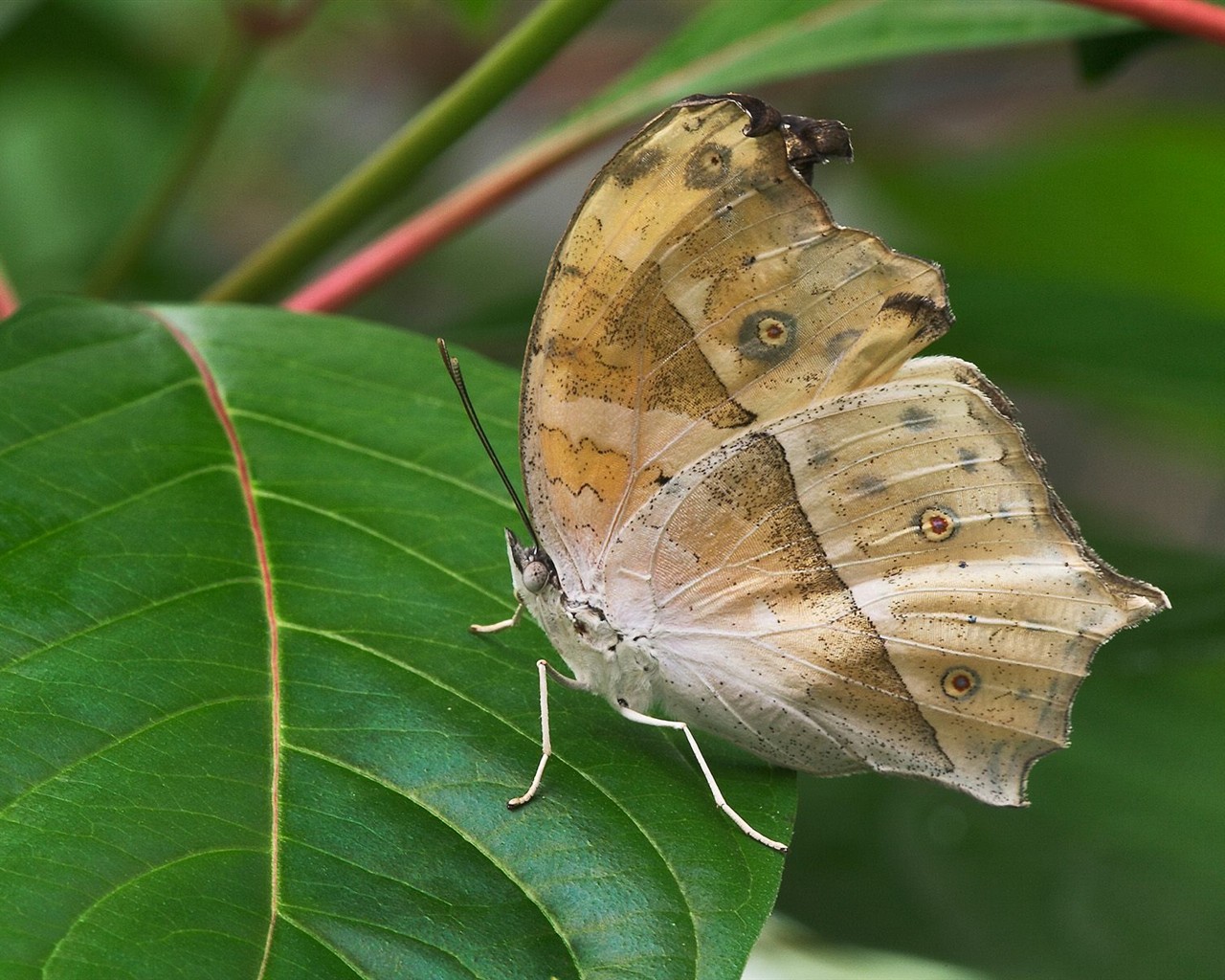 Butterfly Photo Wallpaper (1) #10 - 1280x1024