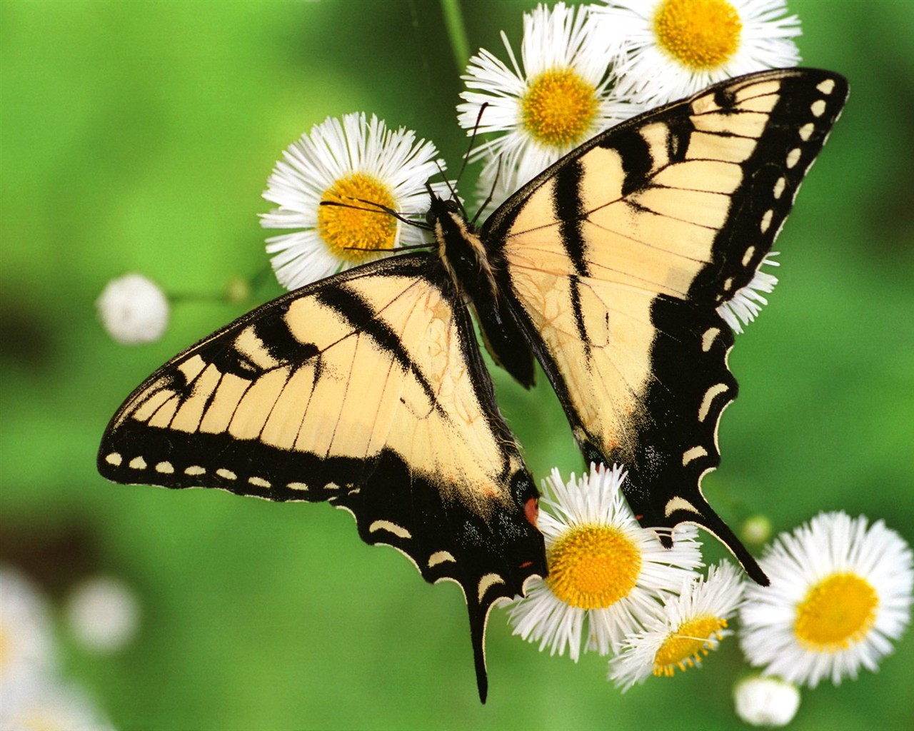 Fondo de pantalla de fotos de mariposas (1) #11 - 1280x1024