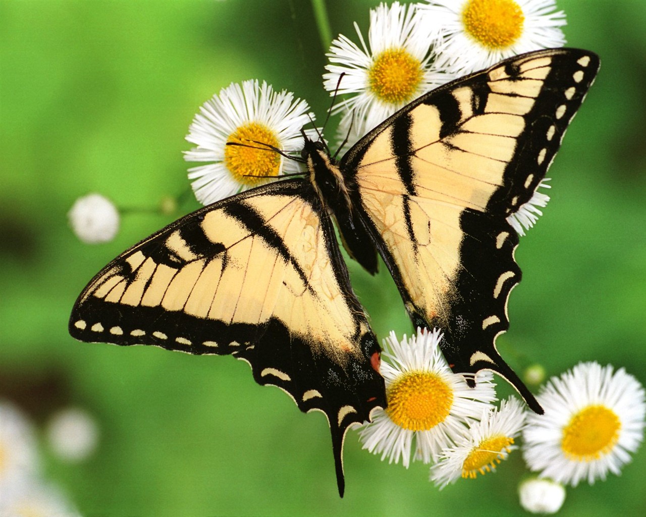 Butterfly Photo Wallpaper (1) #11 - 1280x1024