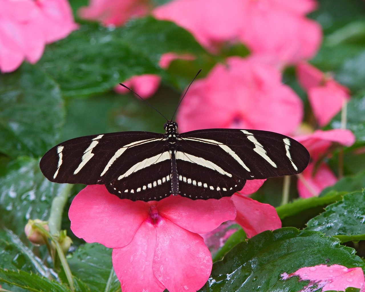 Fondo de pantalla de fotos de mariposas (1) #12 - 1280x1024