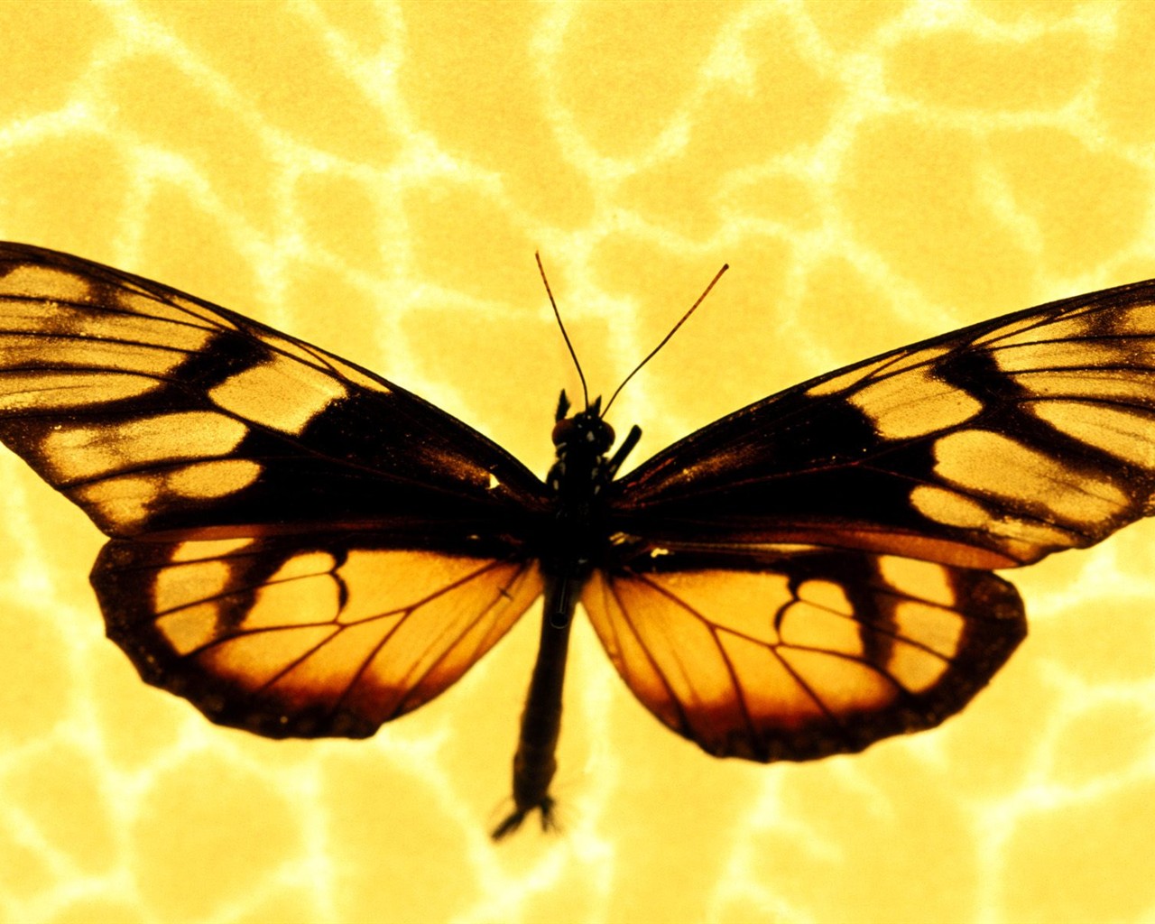 Fondo de pantalla de fotos de mariposas (1) #13 - 1280x1024