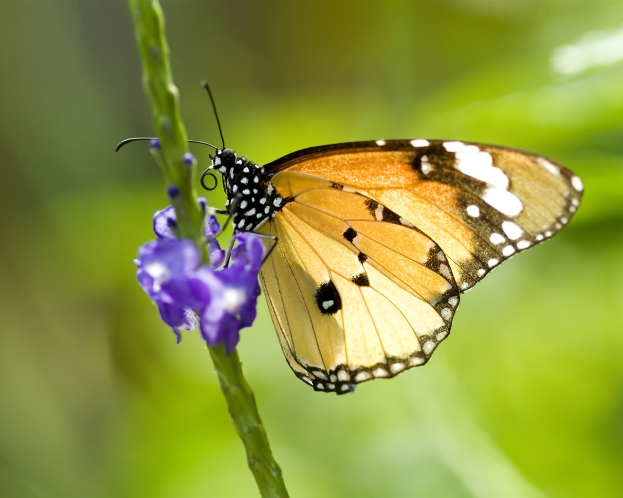 Fondo de pantalla de fotos de mariposas (1) #17 - 1280x1024