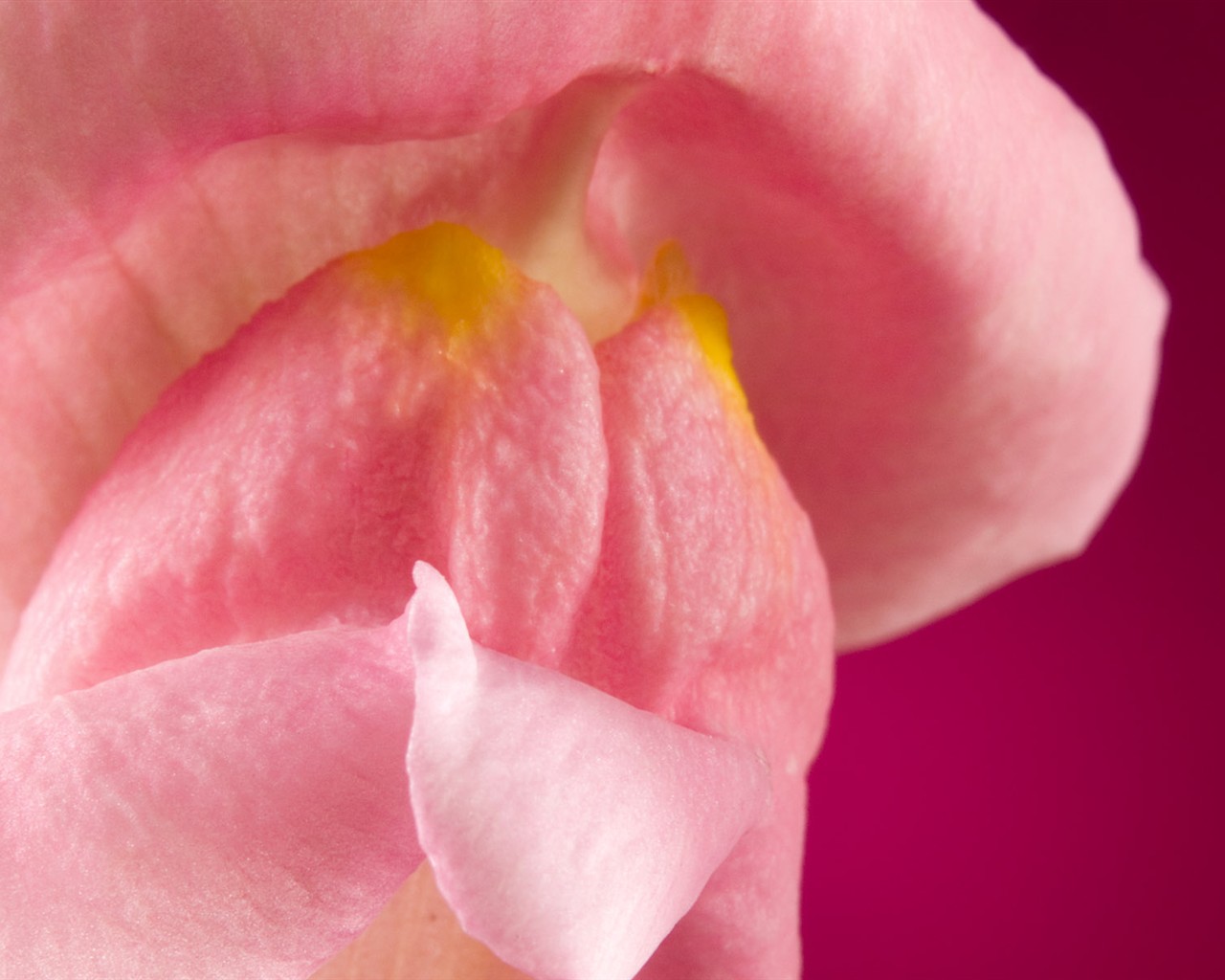 Květiny close-up (1) #18 - 1280x1024