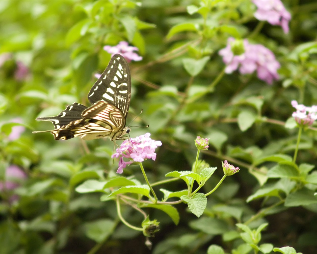 Fondo de pantalla de fotos de mariposas (3) #2 - 1280x1024