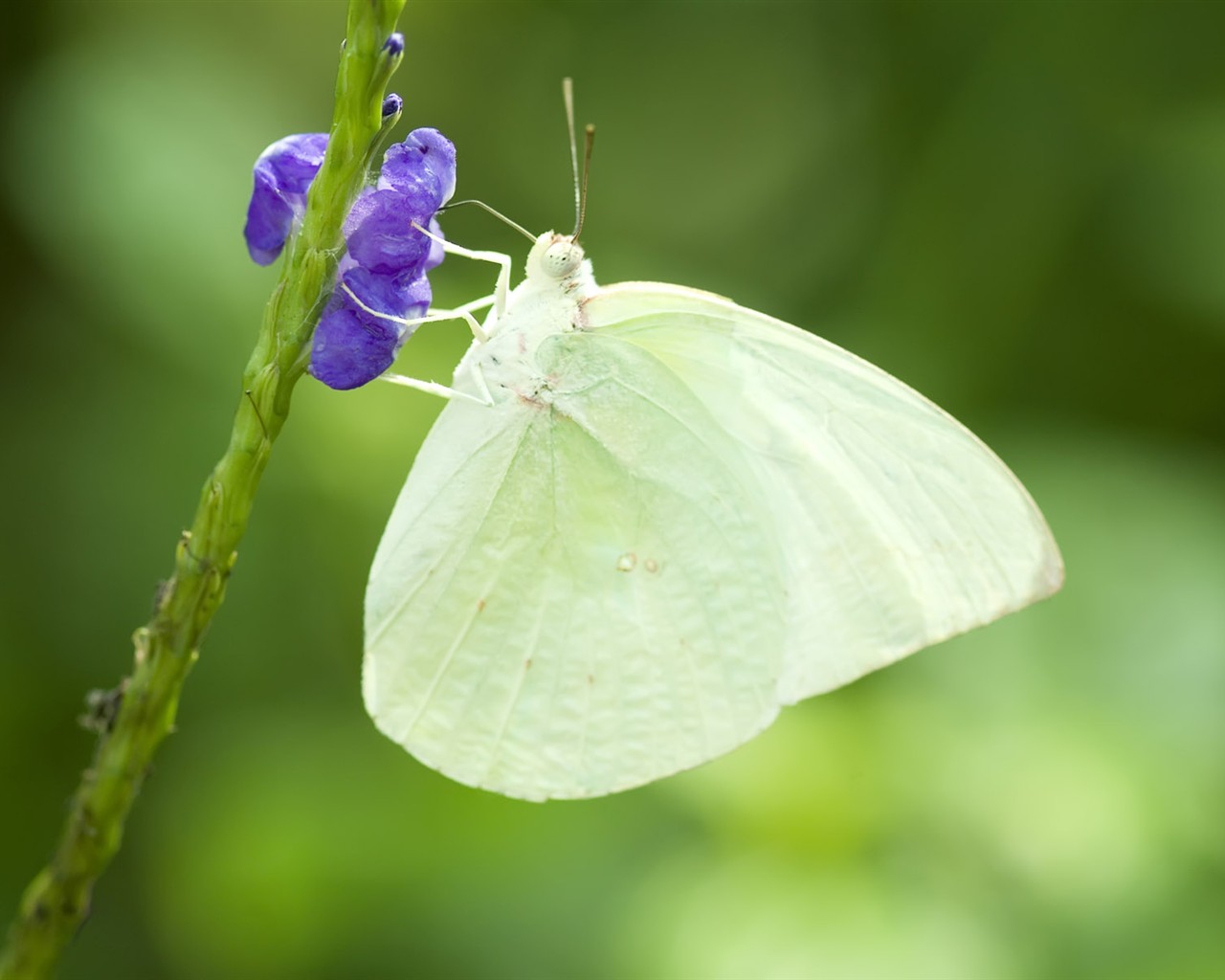 Butterfly Photo Wallpaper (3) #4 - 1280x1024