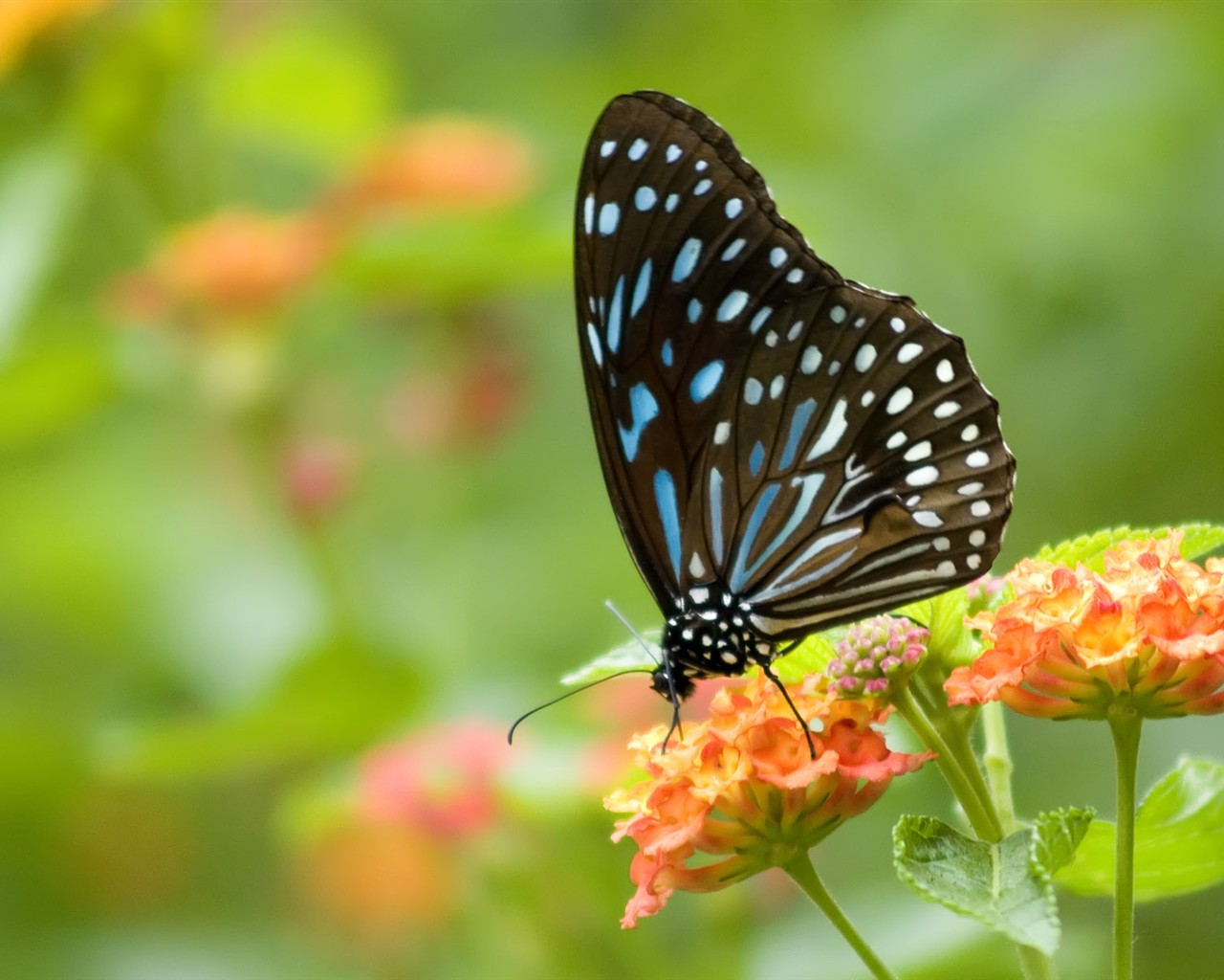 Butterfly Photo Wallpaper (3) #5 - 1280x1024