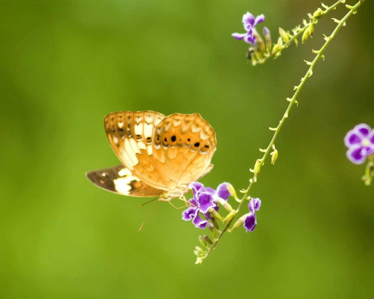 Butterfly Photo Wallpaper (3) #8 - 1280x1024