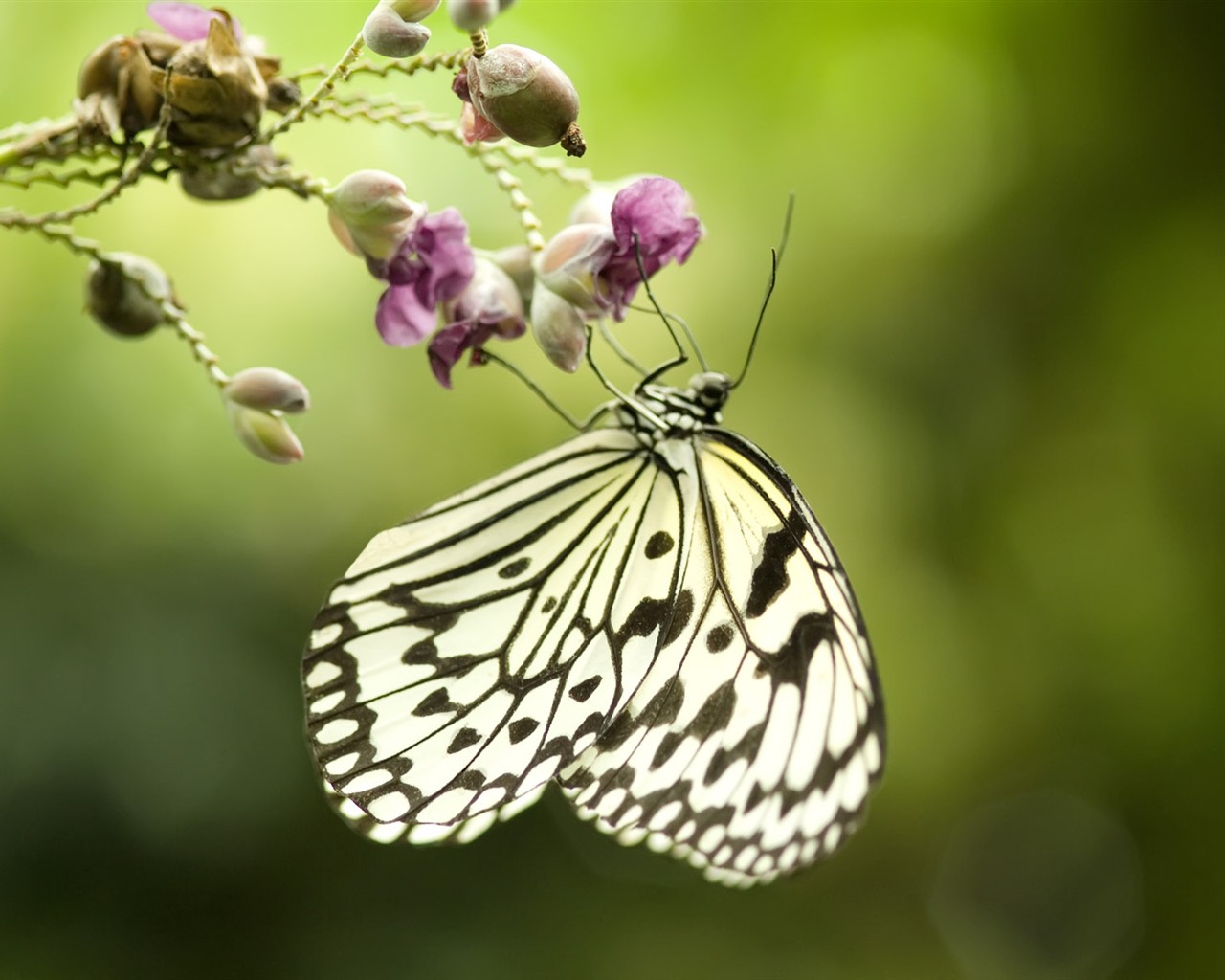 Fondo de pantalla de fotos de mariposas (3) #10 - 1280x1024