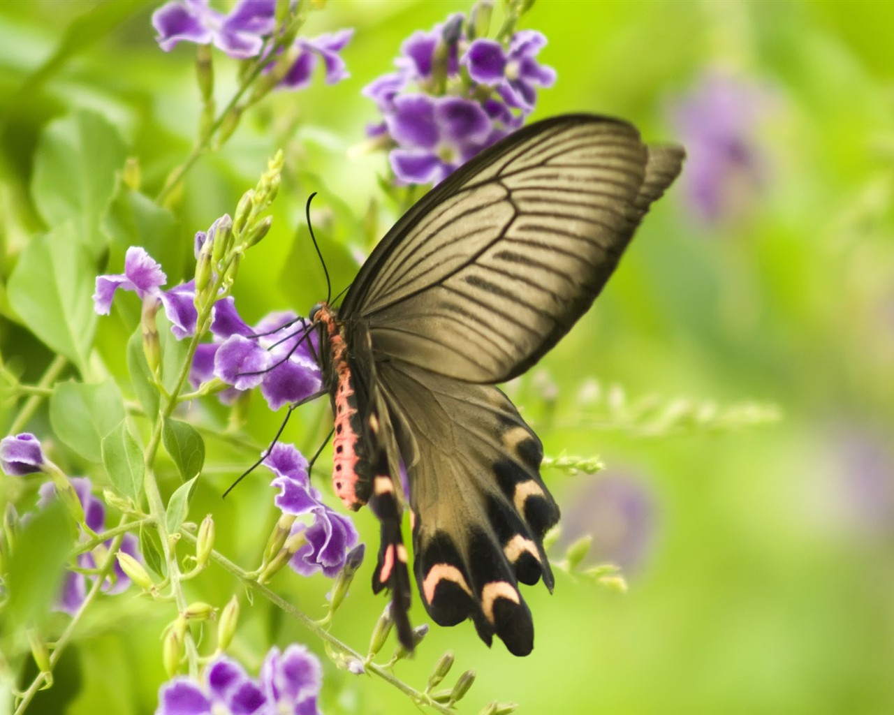 Butterfly Photo Wallpaper (3) #11 - 1280x1024