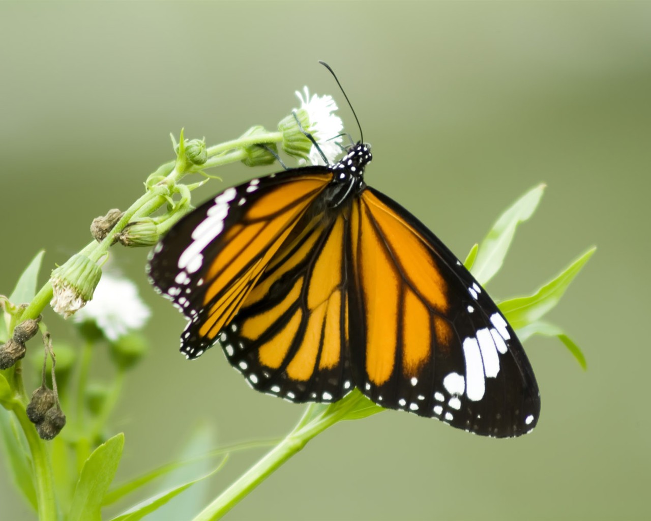 Fondo de pantalla de fotos de mariposas (3) #14 - 1280x1024