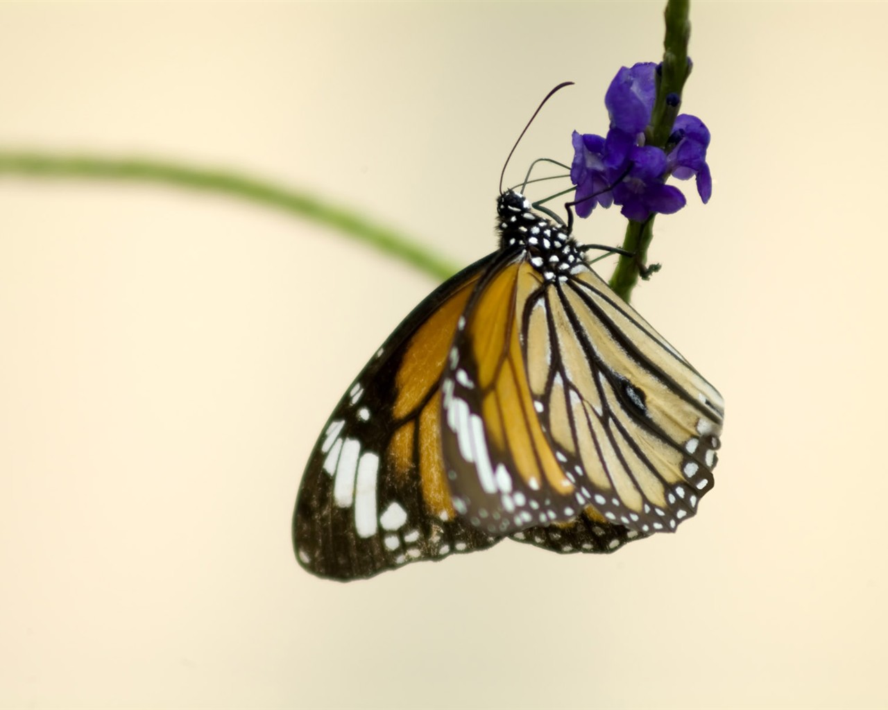 Butterfly Photo Wallpaper (3) #17 - 1280x1024