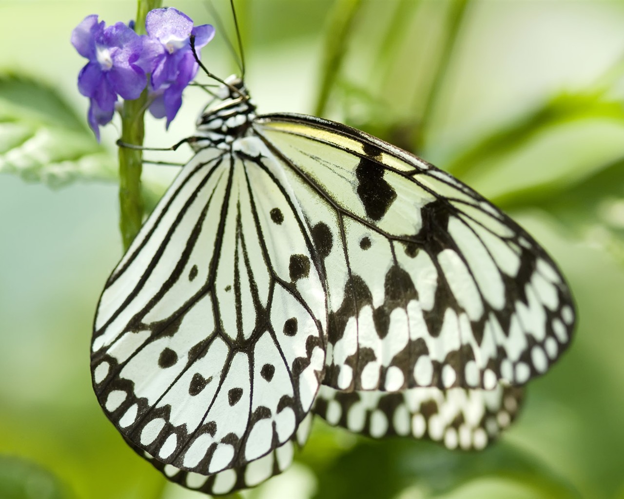 Fondo de pantalla de fotos de mariposas (3) #24 - 1280x1024