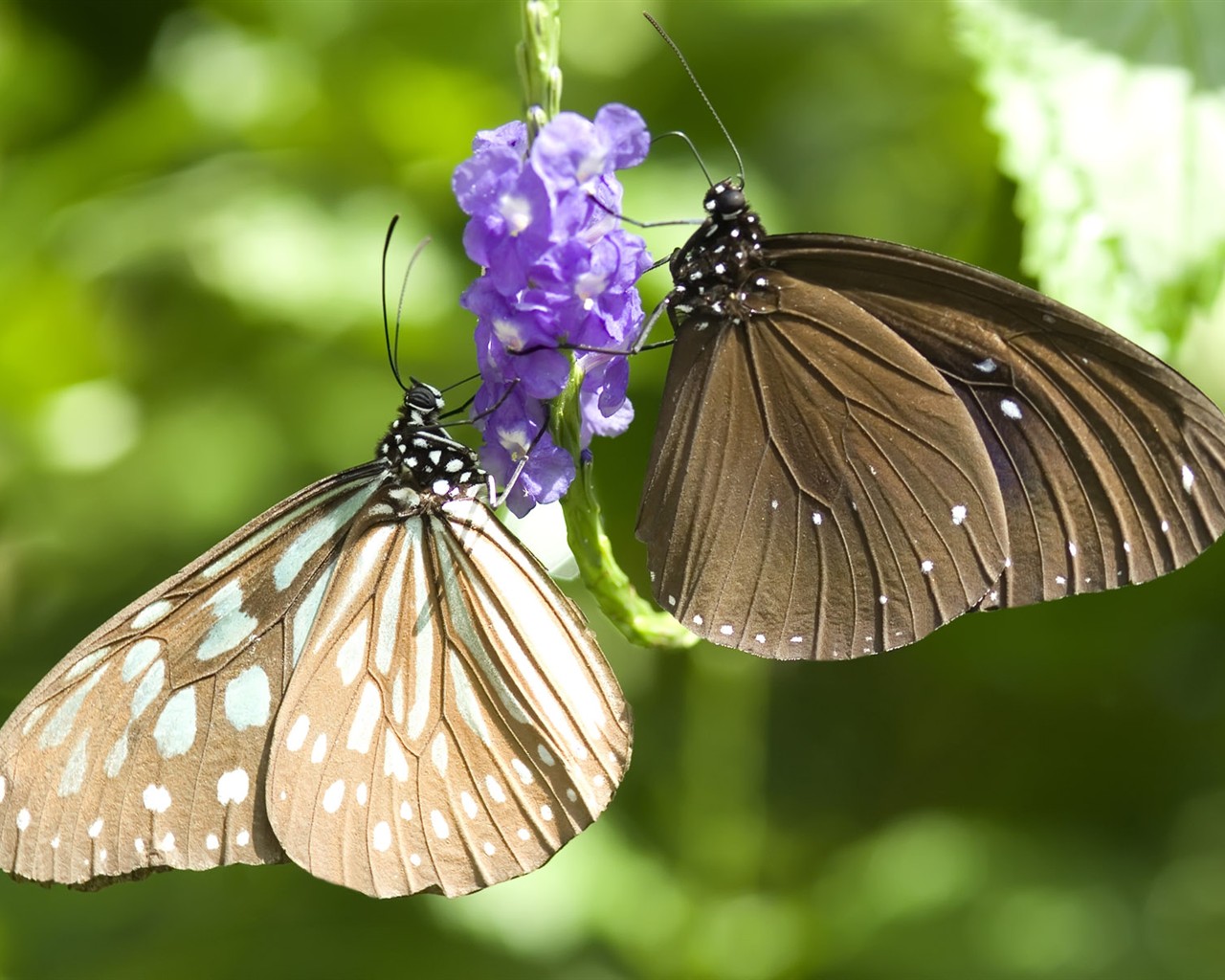 Fondo de pantalla de fotos de mariposas (3) #26 - 1280x1024