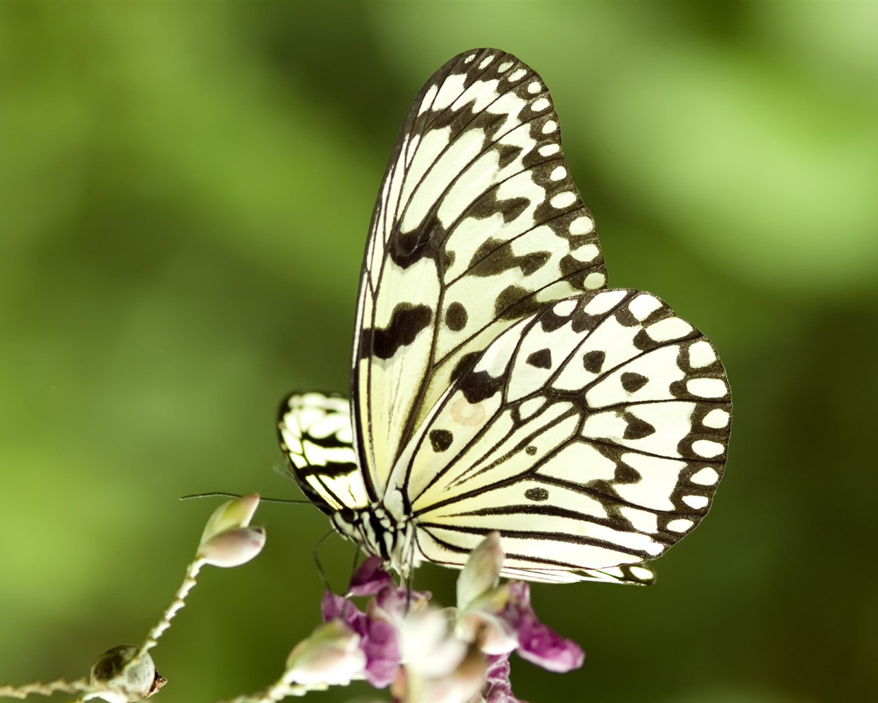 Fondo de pantalla de fotos de mariposas (3) #28 - 1280x1024