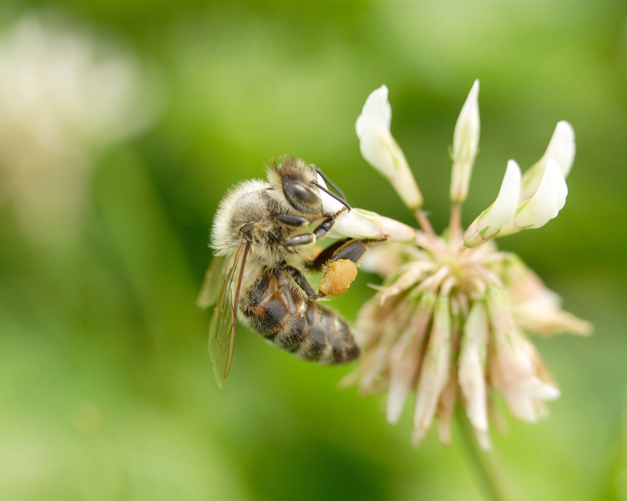 Láska Bee květin tapety (1) #2 - 1280x1024
