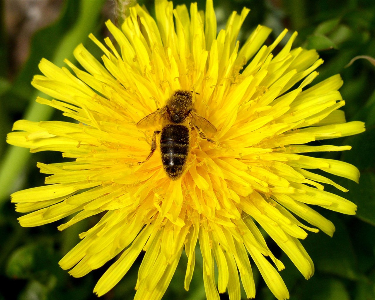 Láska Bee květin tapety (1) #5 - 1280x1024