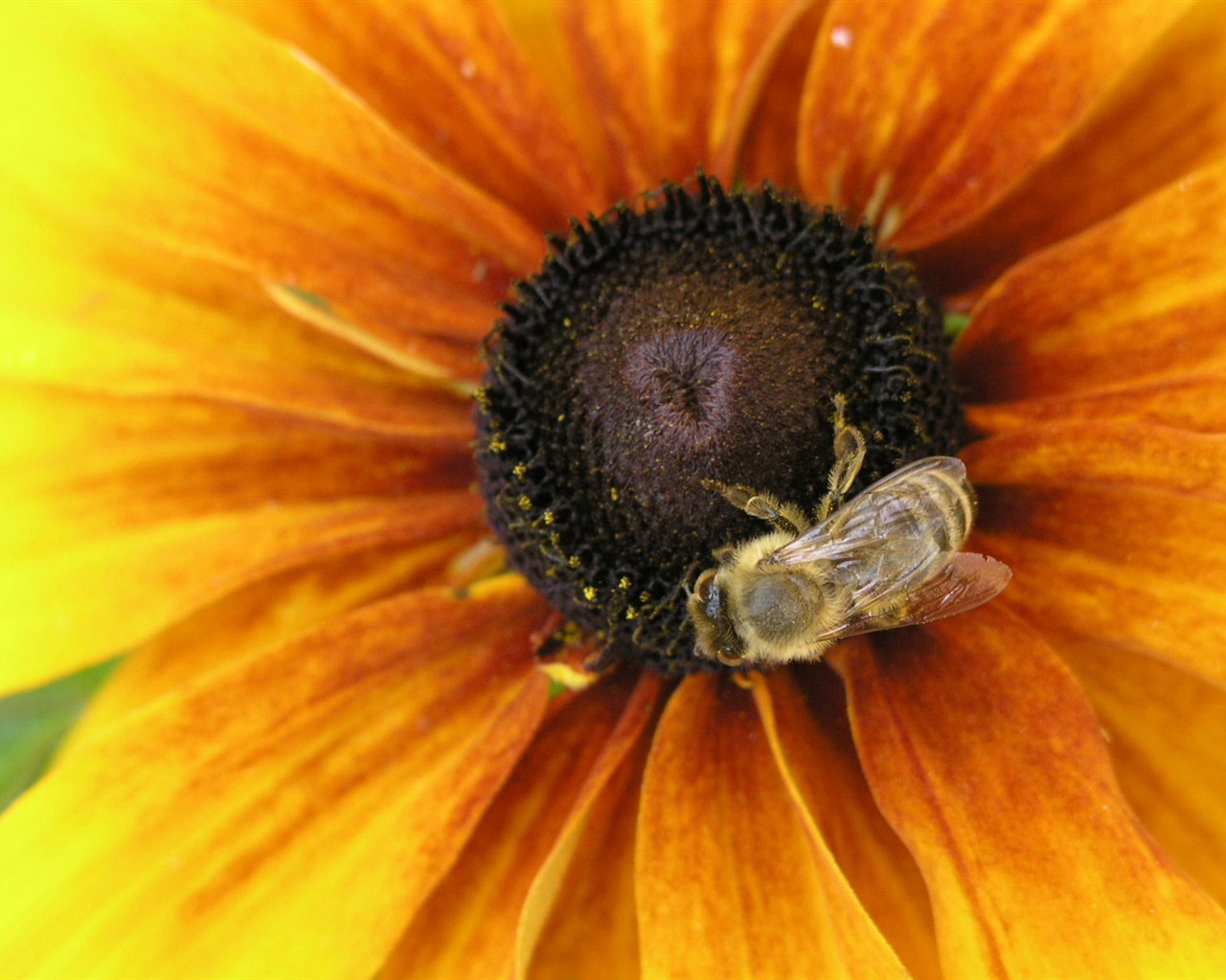 Láska Bee květin tapety (1) #7 - 1280x1024