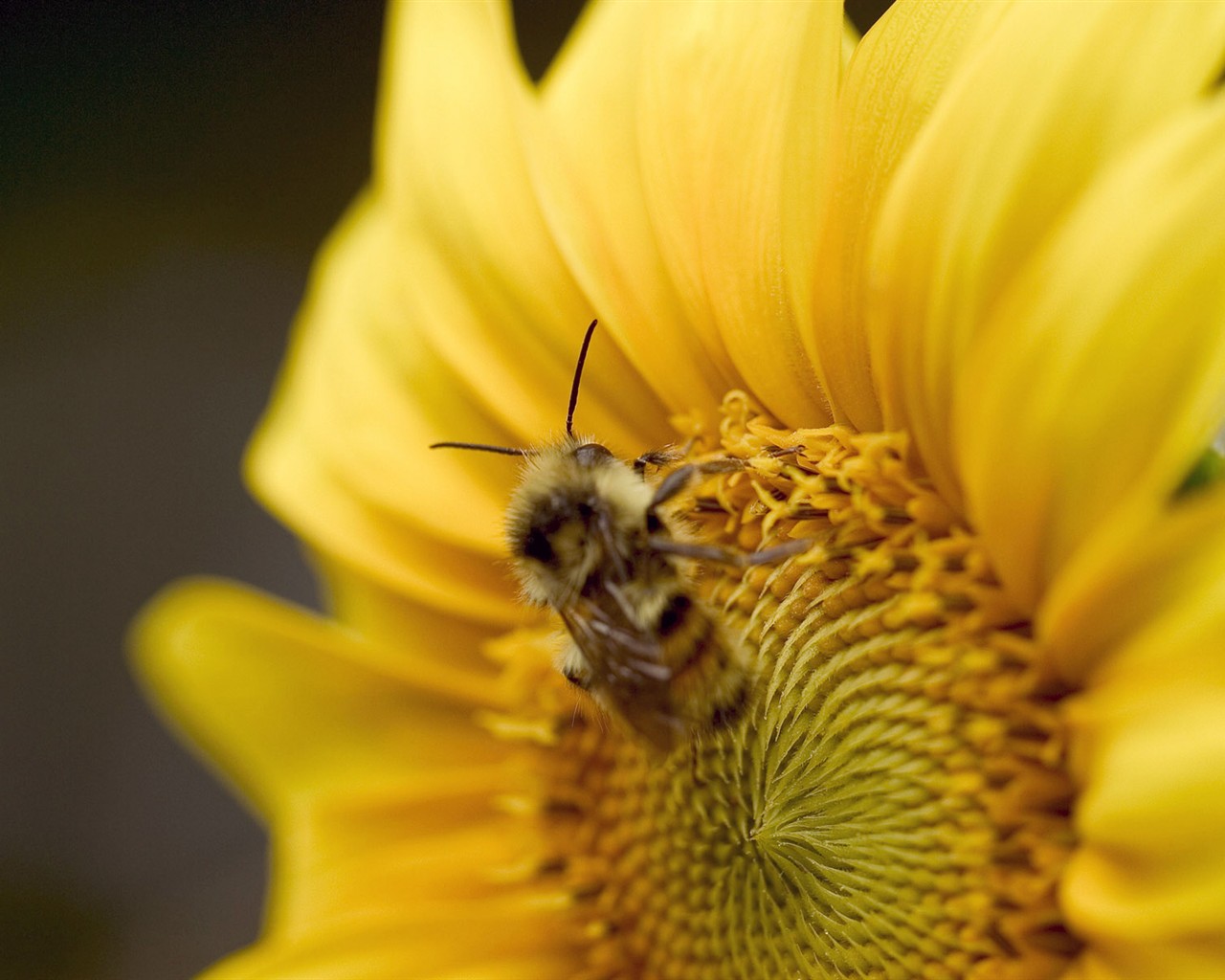 Láska Bee květin tapety (1) #8 - 1280x1024