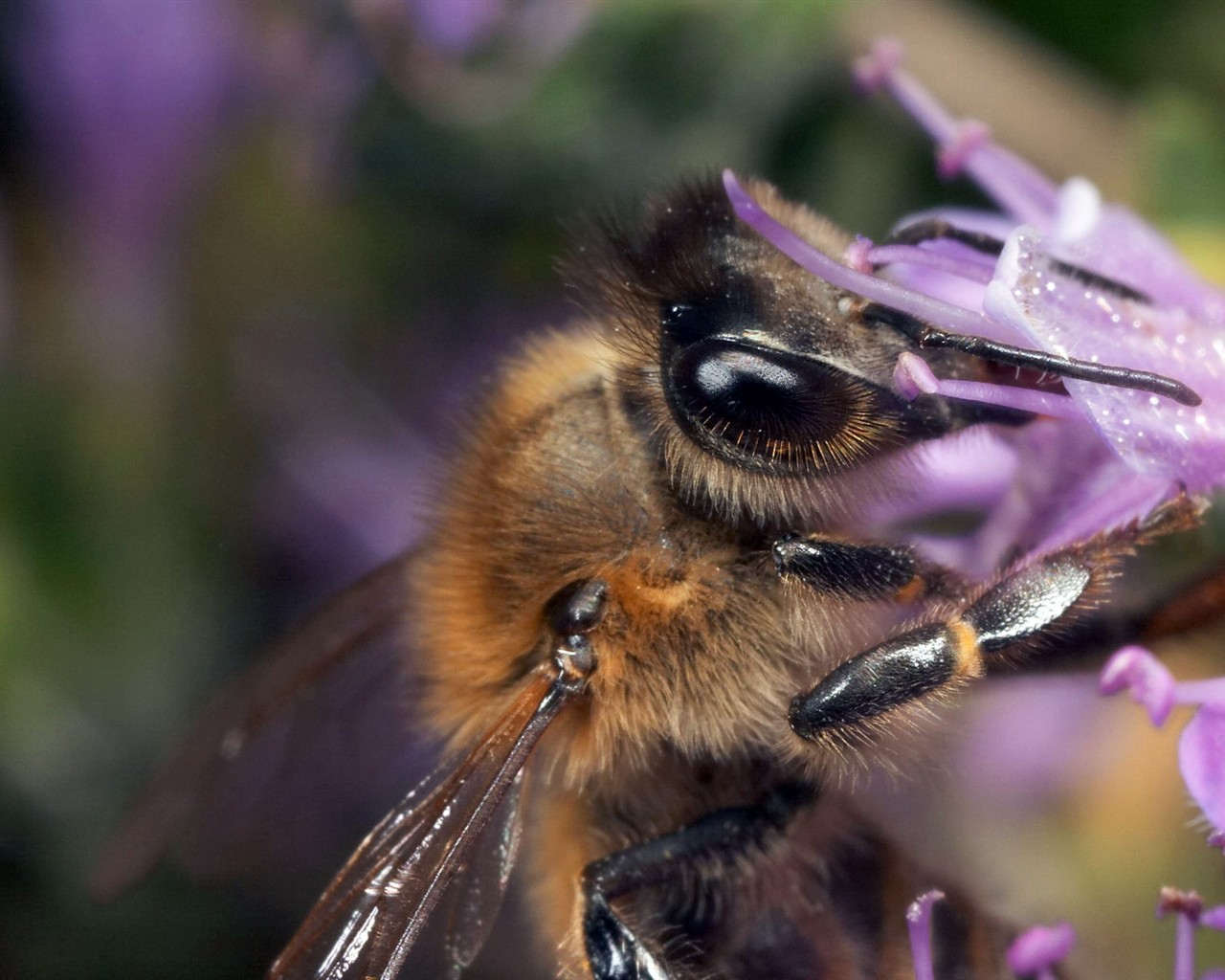 Láska Bee květin tapety (1) #9 - 1280x1024