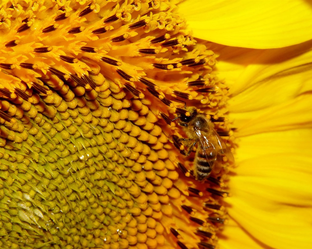 Love Bee Flower Wallpaper (1) #10 - 1280x1024