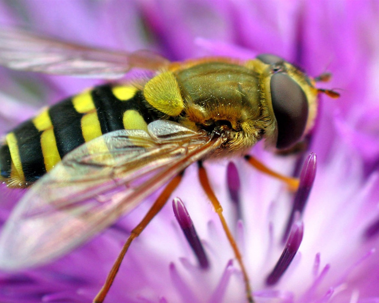 Láska Bee květin tapety (1) #14 - 1280x1024