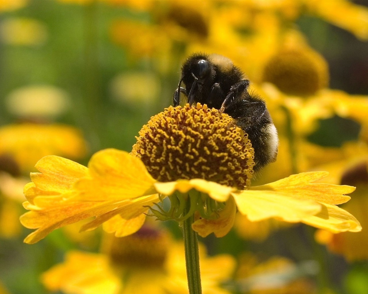 Láska Bee květin tapety (1) #16 - 1280x1024