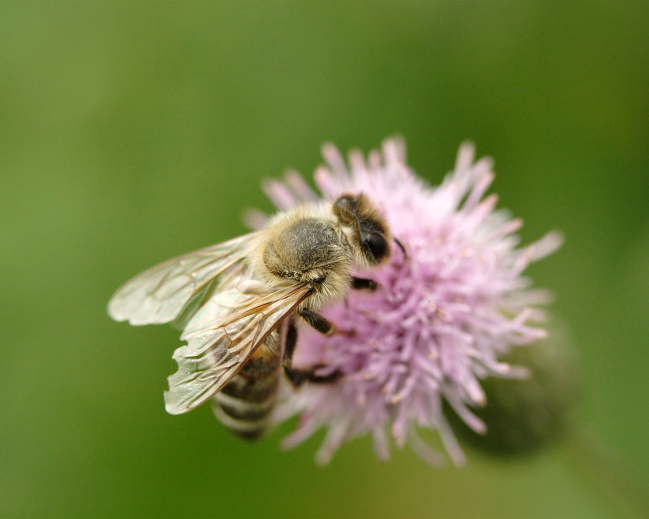 Láska Bee květin tapety (1) #17 - 1280x1024