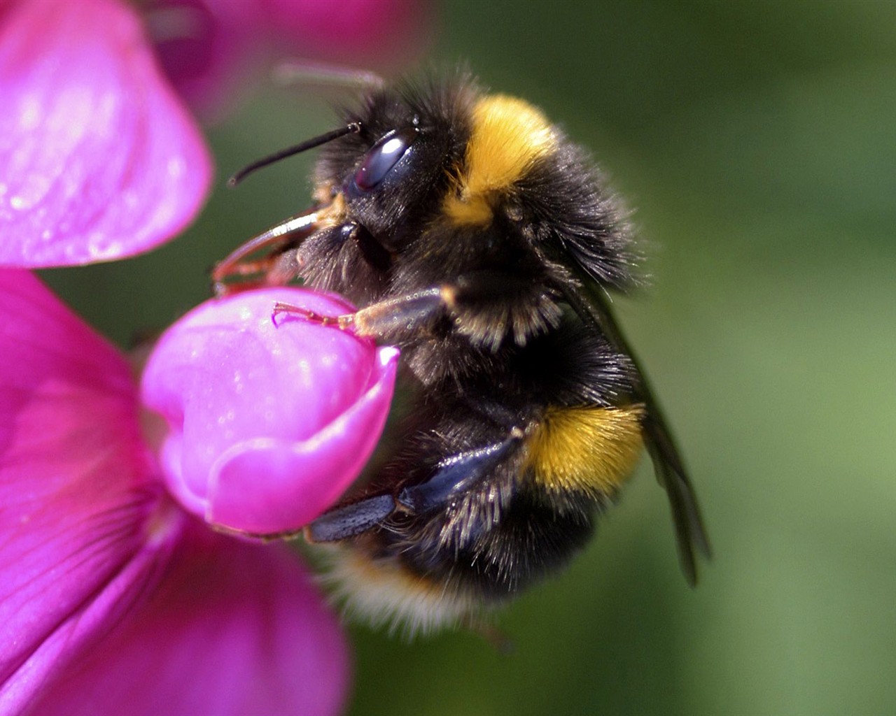 Láska Bee Květina tapetu (2) #3 - 1280x1024