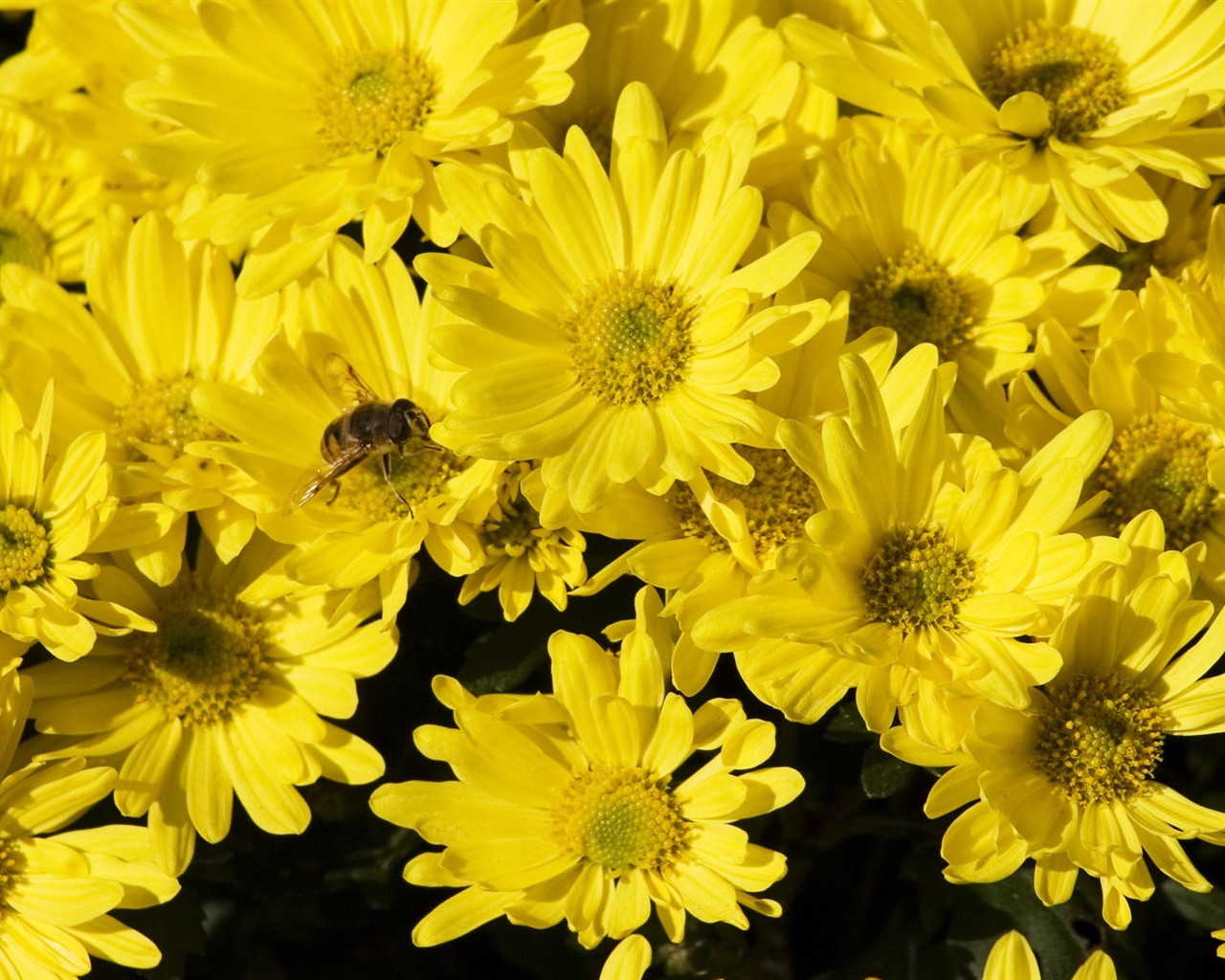 Láska Bee Květina tapetu (2) #4 - 1280x1024