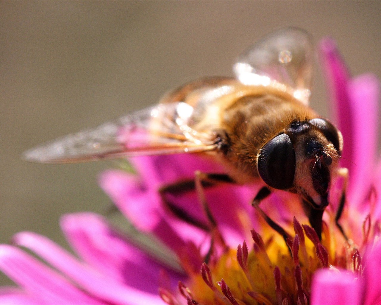 Amor Abeja Flor fondo de pantalla (2) #5 - 1280x1024