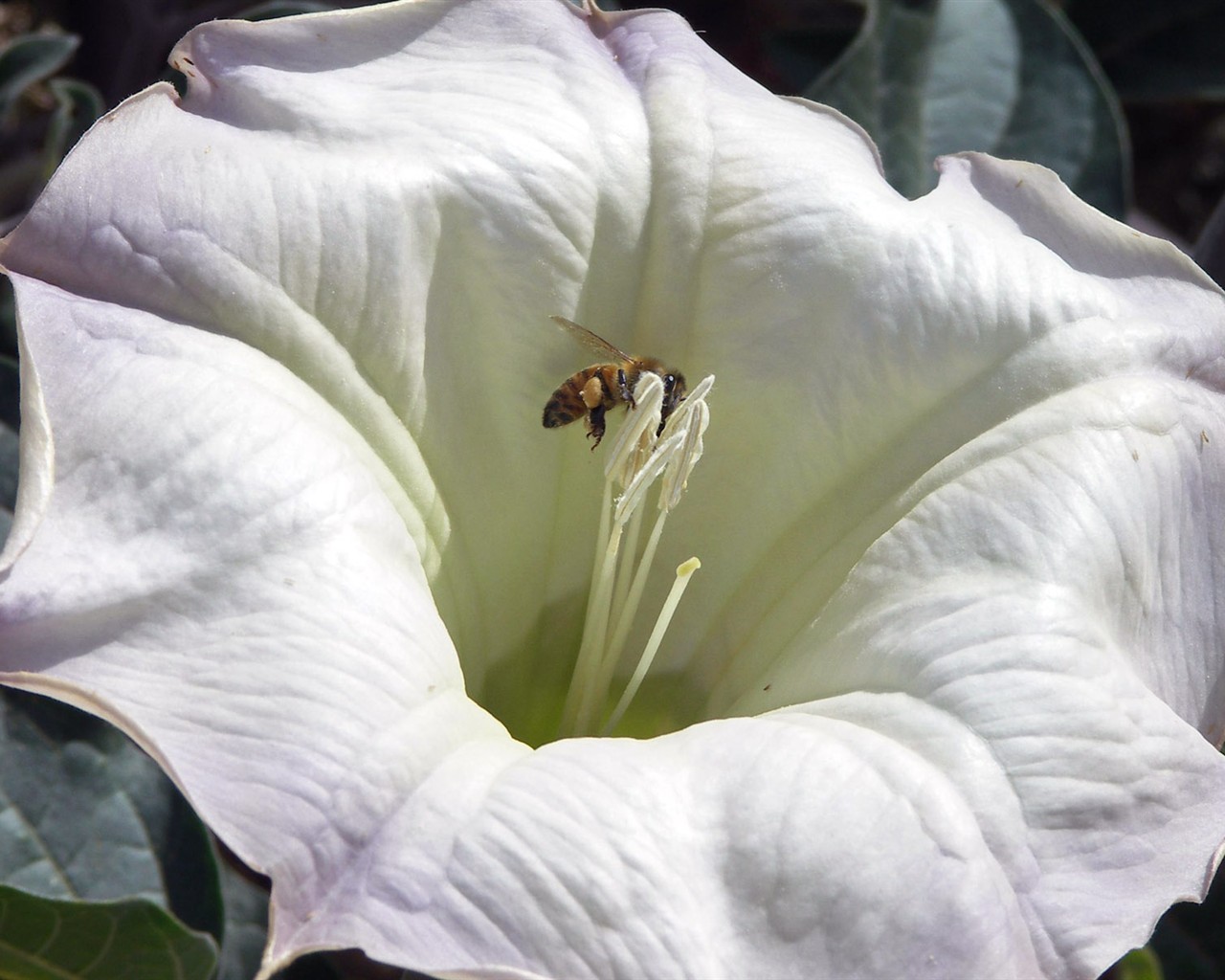 Láska Bee Květina tapetu (2) #10 - 1280x1024