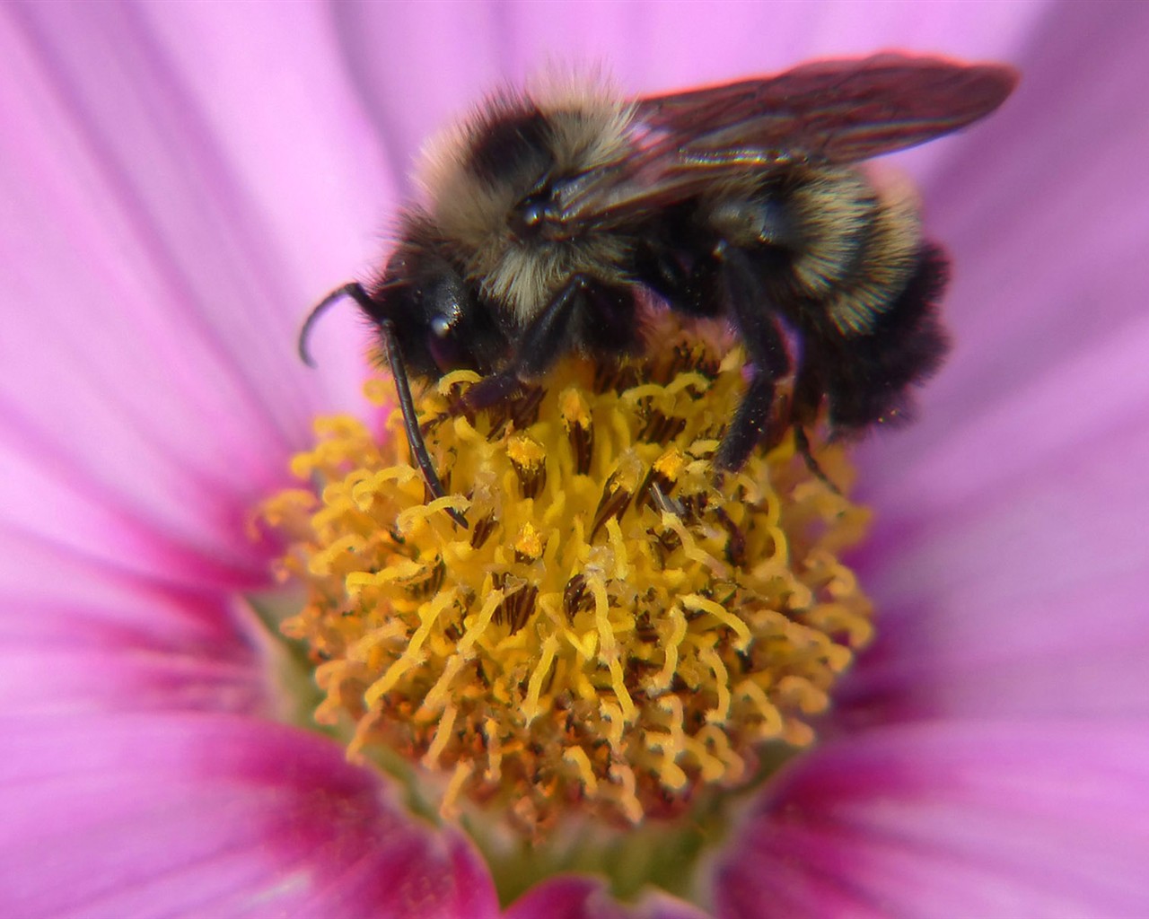 Láska Bee Květina tapetu (2) #20 - 1280x1024
