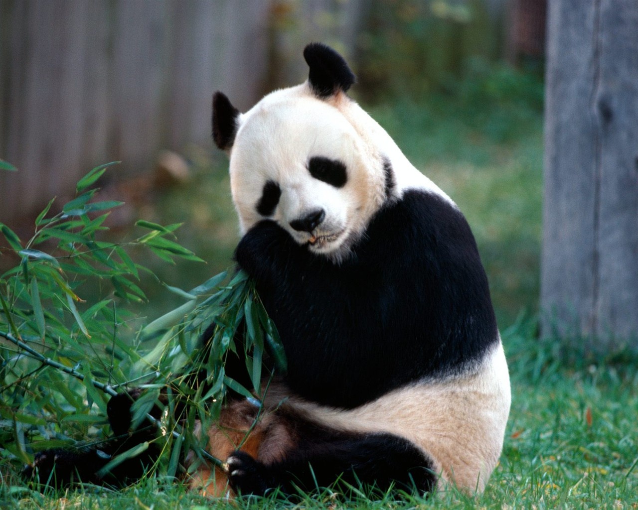 Panda álbum de fondo de pantalla #1 - 1280x1024