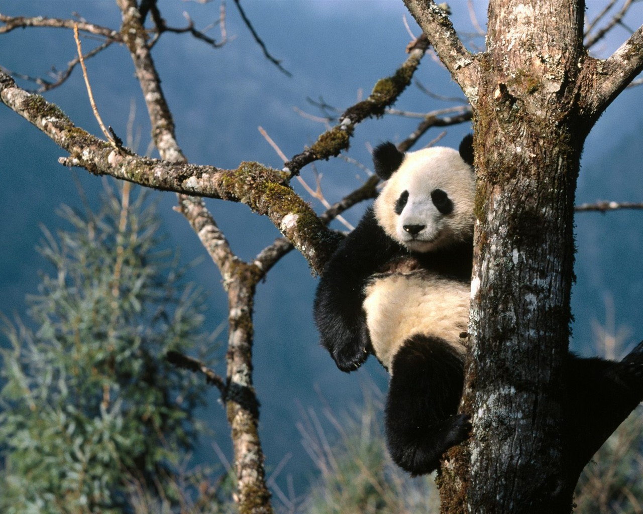 国宝熊猫壁纸专辑4 - 1280x1024