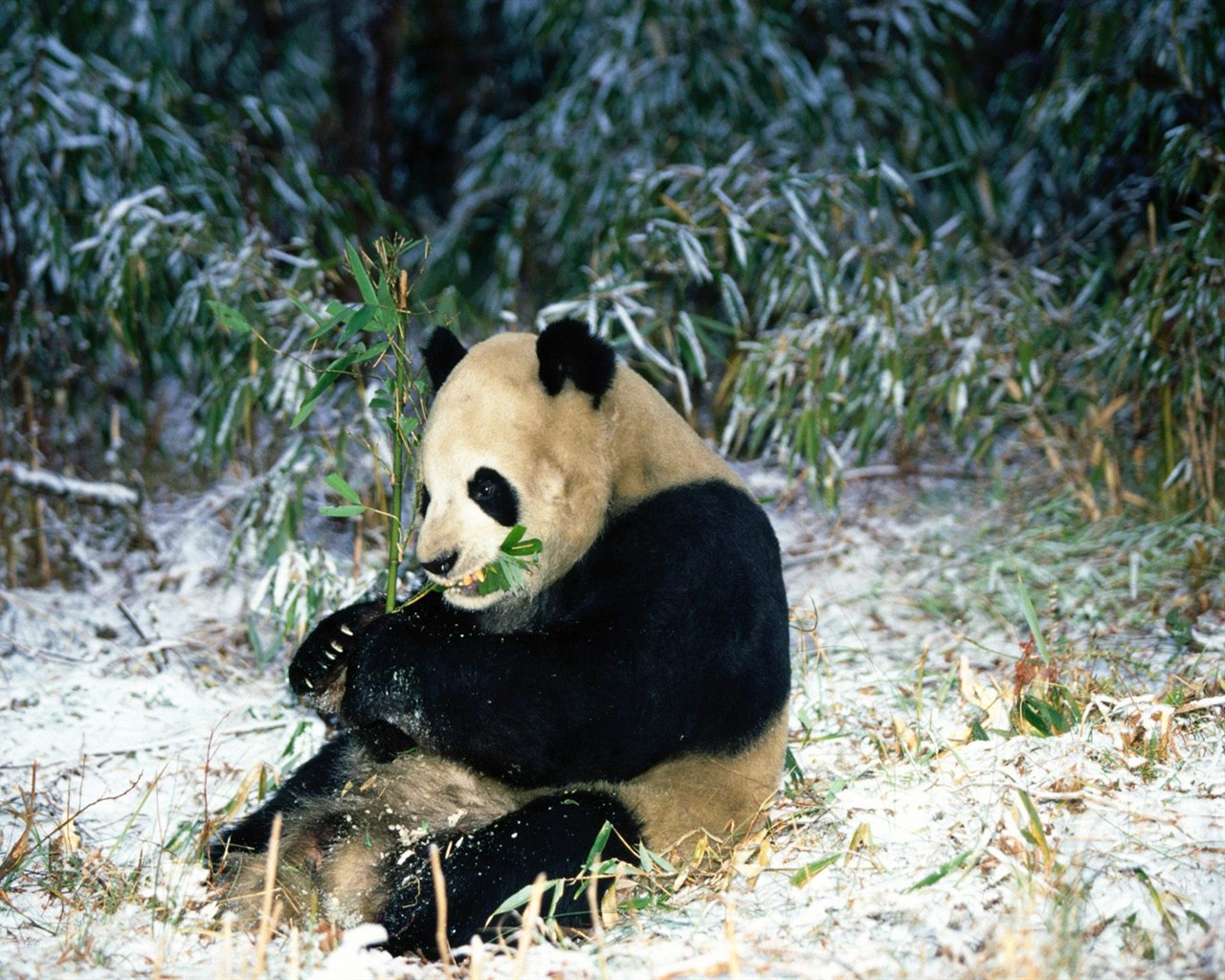 Fond d'écran album Panda #5 - 1280x1024