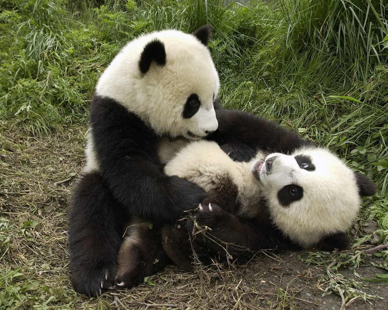 国宝熊猫壁纸专辑6 - 1280x1024
