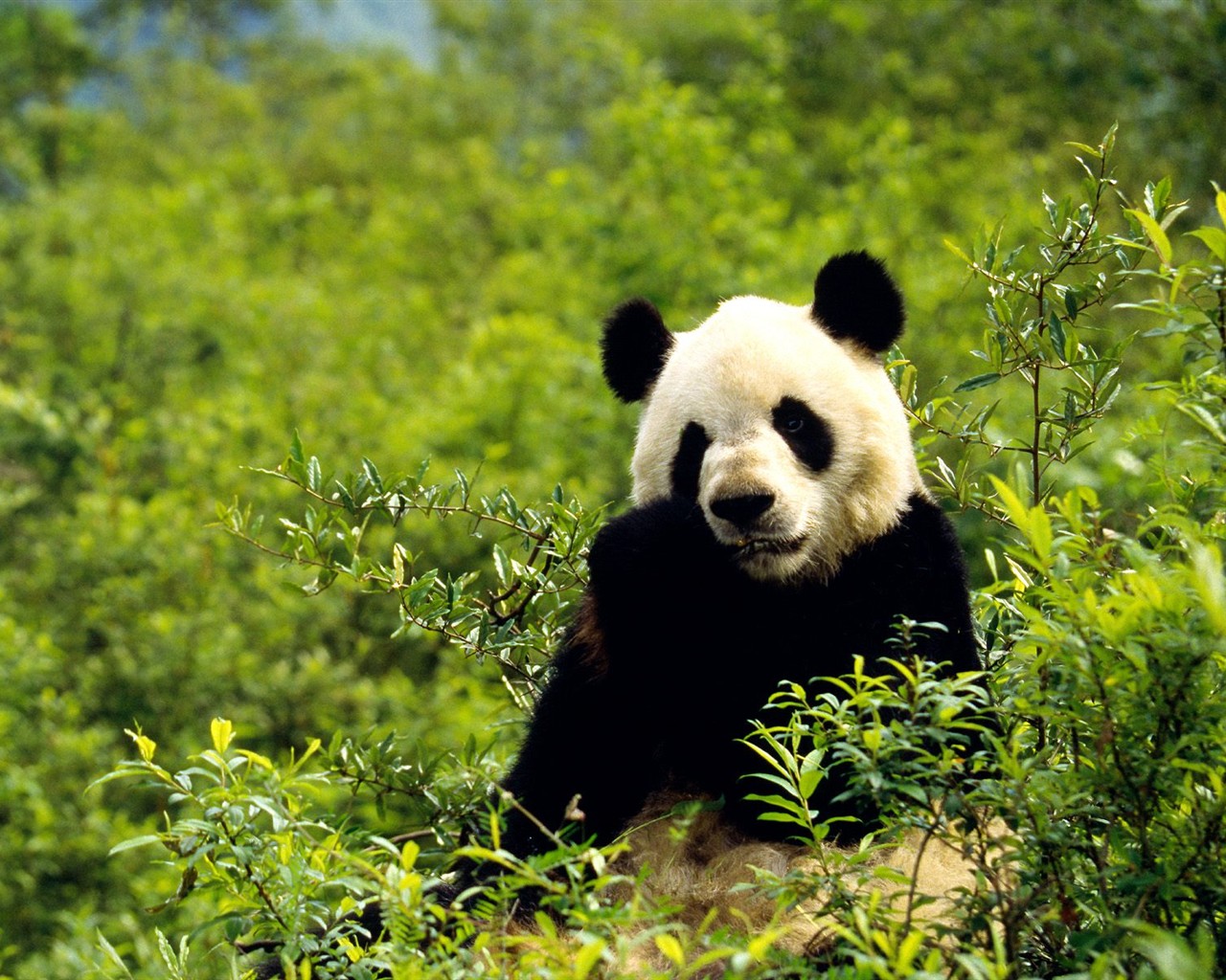 国宝熊猫壁纸专辑8 - 1280x1024