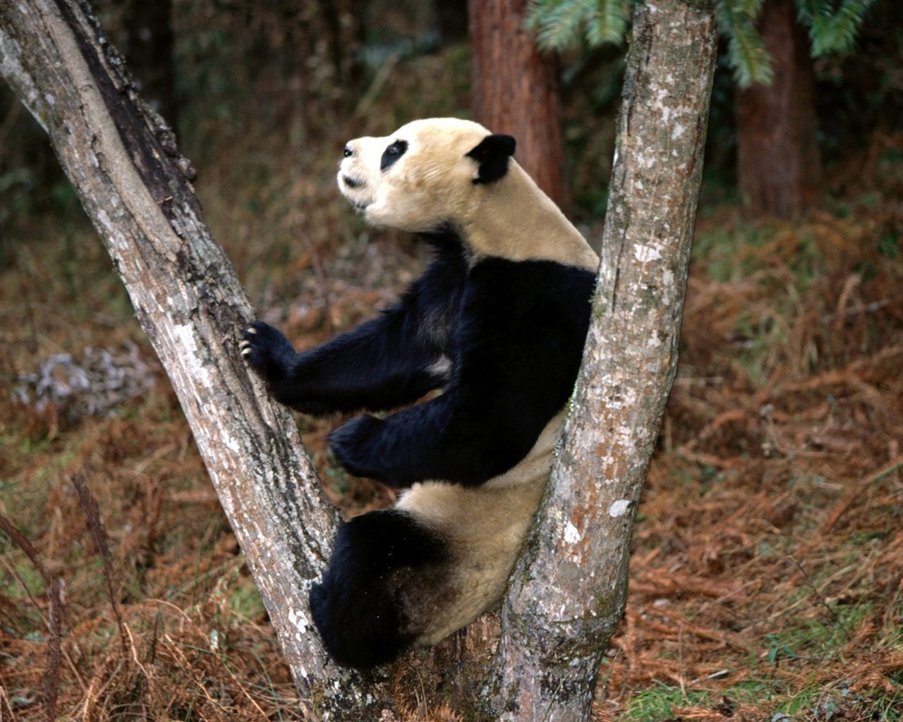 国宝熊猫壁纸专辑10 - 1280x1024