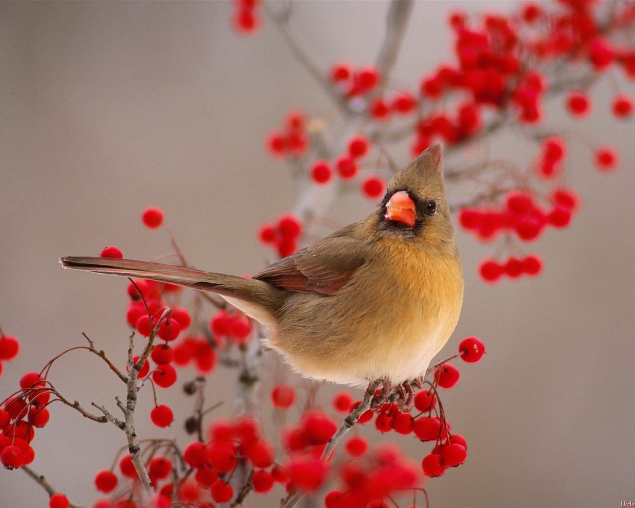 Lovely bird photo wallpaper #3 - 1280x1024