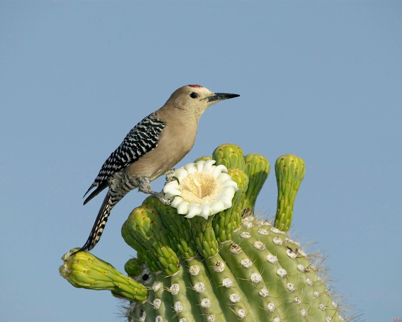 Lovely bird photo wallpaper #7 - 1280x1024