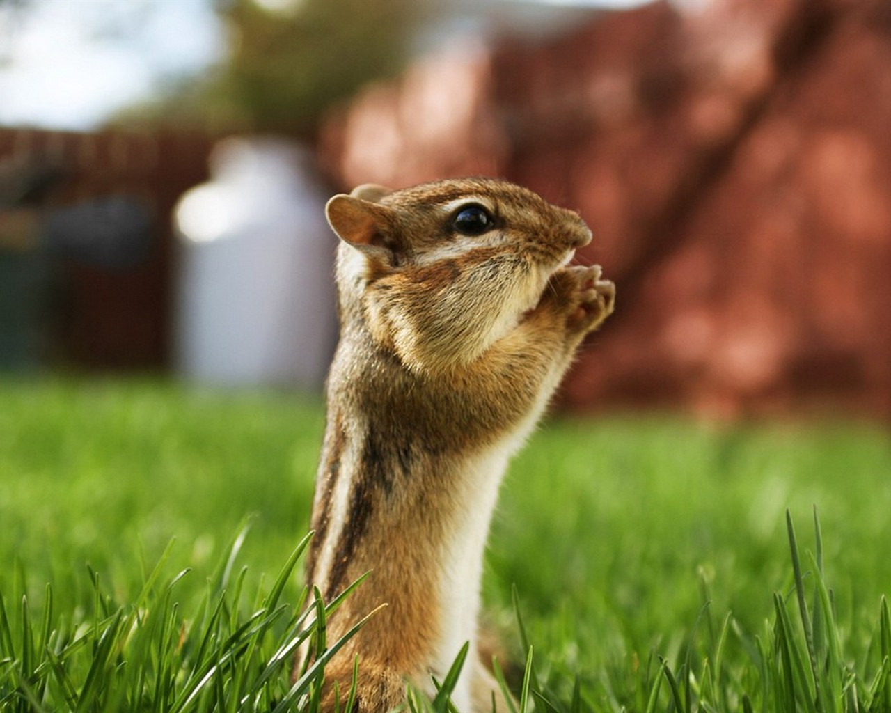 Cute Chipmunk Tapete #1 - 1280x1024