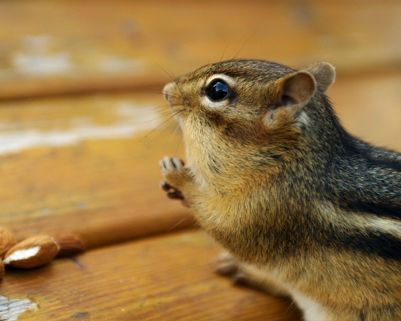 Cute wallpaper chipmunk #6 - 1280x1024