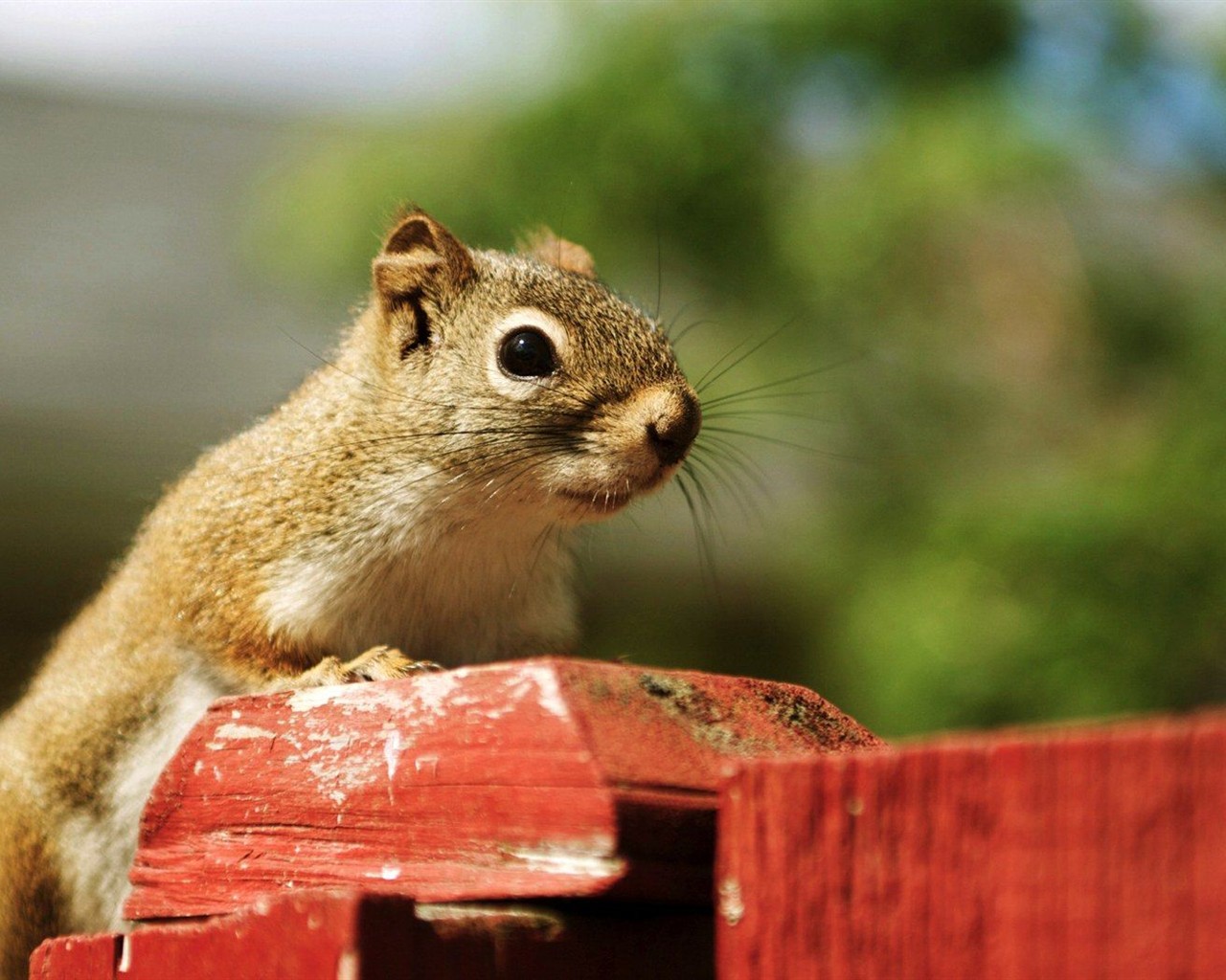 Cute chipmunk wallpaper #11 - 1280x1024